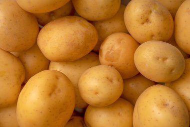 A group of fresh tasty potato as a background. 