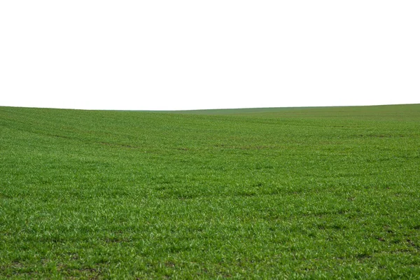 Grönt Fält Som Bakgrund Grönt Gräs Våren Isolerad Vit Bakgrund — Stockfoto