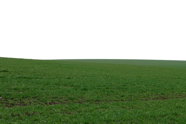 Campo Verde Come Sfondo Erba Verde Primavera Isolata Sfondo Bianco — Foto Stock