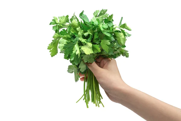 Bunch Parsley Woman Hand Isolated White Background — Stock Photo, Image