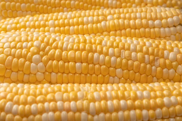 Yellow Sweet Corn Isolated White Background Copyspace — Stok fotoğraf