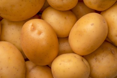 A group of fresh tasty potato as a background. 