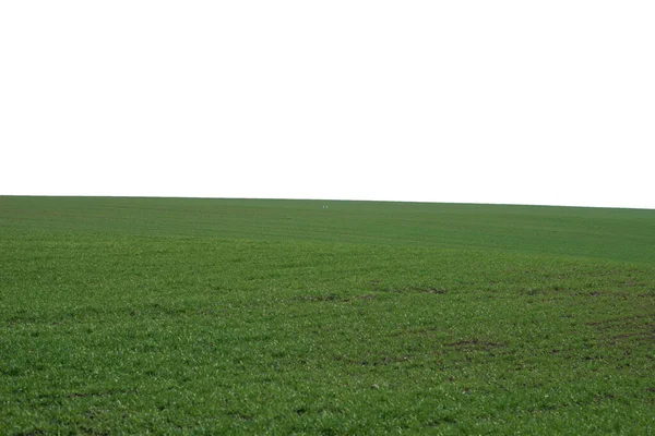 Зеленое Поле Фон Зеленая Трава Весной Изолированы Белом Фоне — стоковое фото