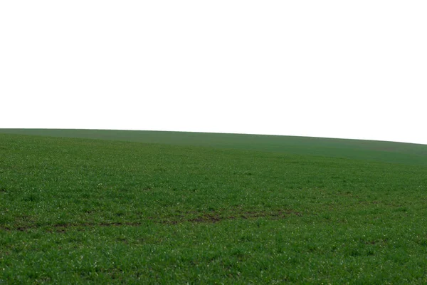 Campo Verde Come Sfondo Erba Verde Primavera Isolata Sfondo Bianco — Foto Stock