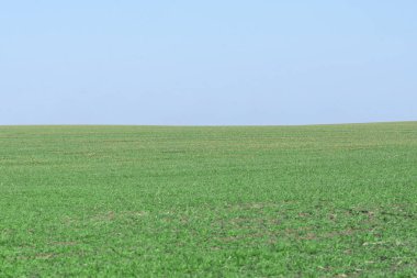 Arkaplan olarak mavi gökyüzü olan yeşil alan.  