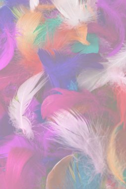 Renkli tüy arka planı. Üst görünüm.