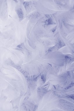 Renkli tüy arkaplanı, üst görünüm. 