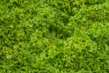 Beyaz arkaplanda izole edilmiş buzdağı marulu. 