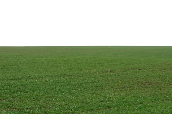 Green Field Background Green Grass Spring Isolated White Background — ストック写真