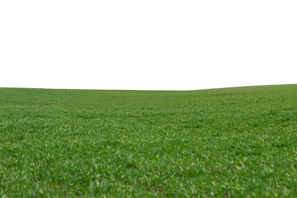 Zielone Pole Jako Tło Zielona Trawa Wiosną Odizolowana Białym Tle — Zdjęcie stockowe