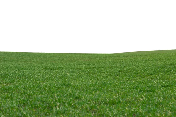 Campo Verde Como Pano Fundo Grama Verde Primavera Isolado Fundo — Fotografia de Stock