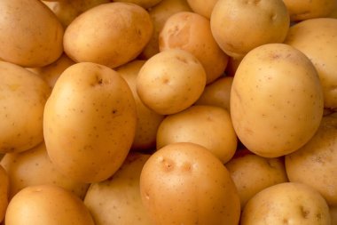 A group of fresh tasty potato as a background. 