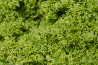 Beyaz arkaplanda izole edilmiş buzdağı marulu. 