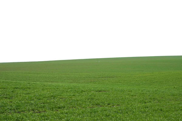 Groen Veld Als Achtergrond Groen Gras Het Voorjaar Geïsoleerd Een — Stockfoto