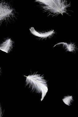 Siyah bir arkaplanda beyaz yüzen tüy izole. 
