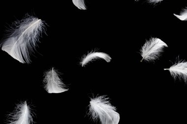 Siyah bir arkaplanda beyaz yüzen tüy izole. 