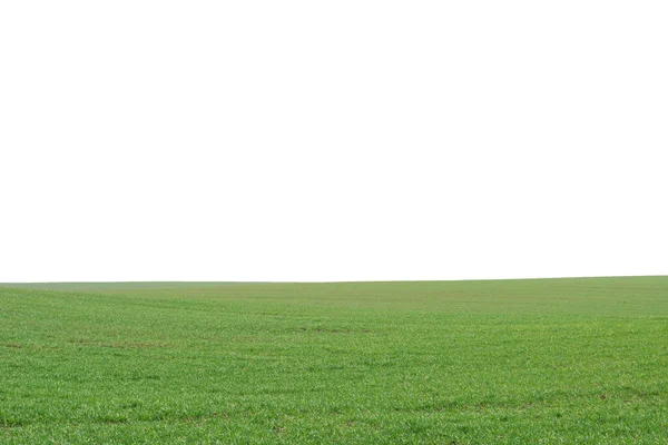 Campo Verde Como Pano Fundo Grama Verde Primavera Isolado Fundo — Fotografia de Stock