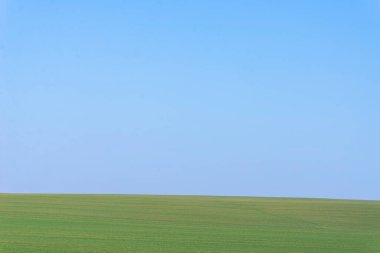 Arkaplan olarak mavi gökyüzü olan yeşil alan.  