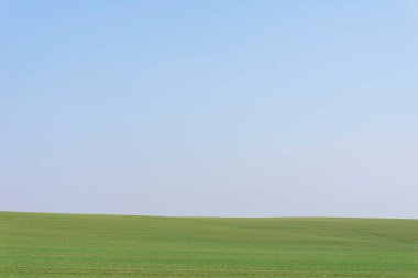 Arkaplan olarak mavi gökyüzü olan yeşil alan.  