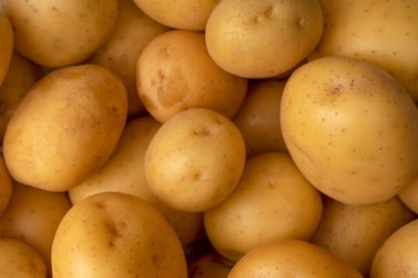 A group of fresh tasty potato as a background. 