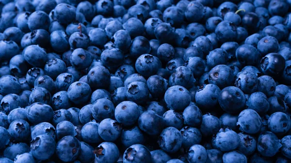 Fresh Blueberry Background Texture Blueberry Berries Close — Foto de Stock