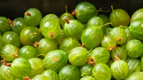 Group Fresh Gooseberries Isolated White Background — Stock Photo, Image