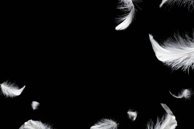 Siyah bir arkaplanda beyaz yüzen tüy izole. 