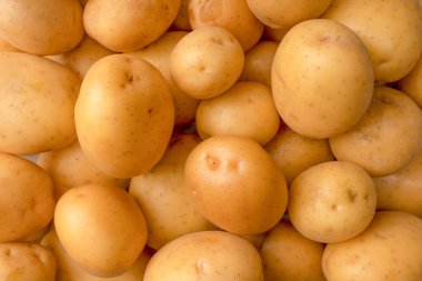 A group of fresh tasty potato as a background. 