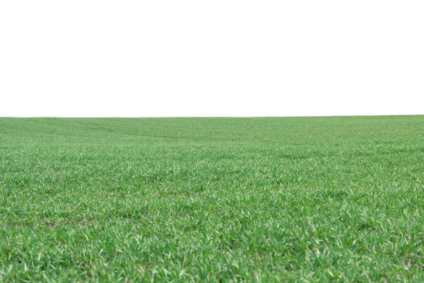 Green Field Background Green Grass Spring Isolated White Background — Stock Photo, Image