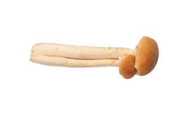 Beyaz bir arka planda çiğ bal mantarı. Üst görünüm. 