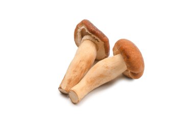 Beyaz bir arka planda çiğ bal mantarı. Üst görünüm. 