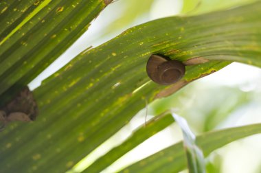 büyük salyangoz taşıma