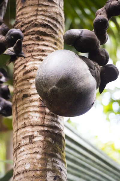 Coco de mer, la vallée de mai, praslin, seychelles — Photo