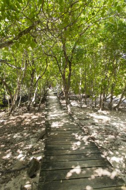 Mangrov ormanları (bataklık) Nehri ile