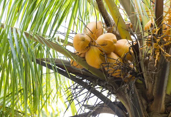 海滩上新鲜的椰子 — 图库照片
