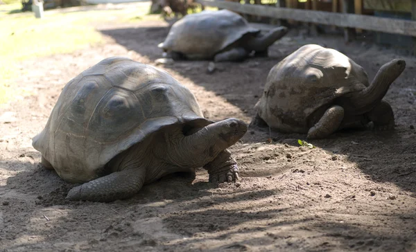 Große Seychellen Schildkröten fressen. La Vanille Reserve Park. Mauritius. — Stockfoto