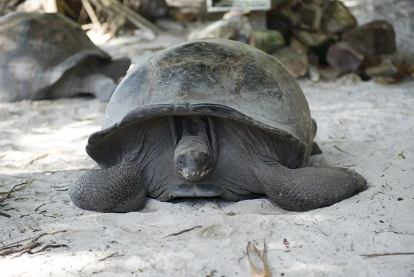 Große Seychellen Schildkröte, Riesenschildkröte, — Stockfoto