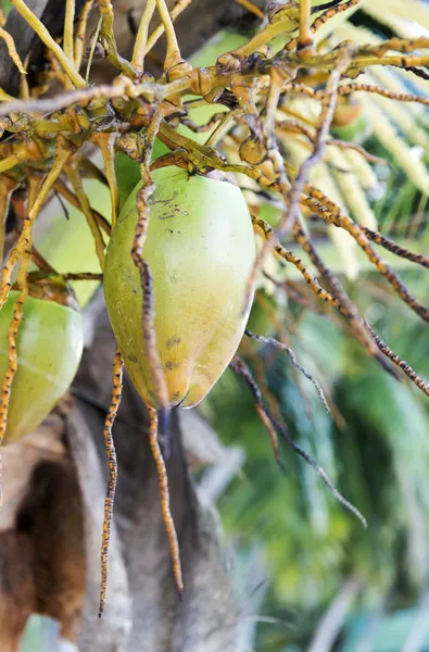 Noix de coco fraîche sur l'arbre — Photo