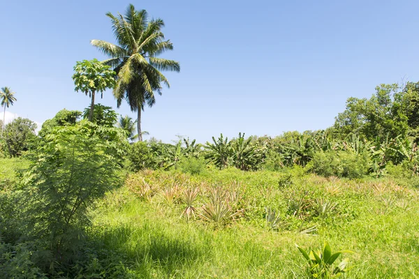 Vanilla plantation on the bright sunny day on Seychelles island, La Digue — Stock Photo, Image