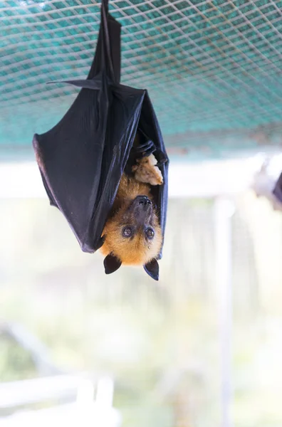 Seyşeller meyve yarasası