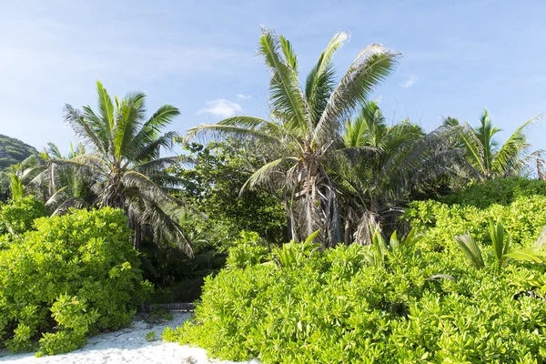Plage tropicale aux Seychelles - arrière-plan de vacances — Photo