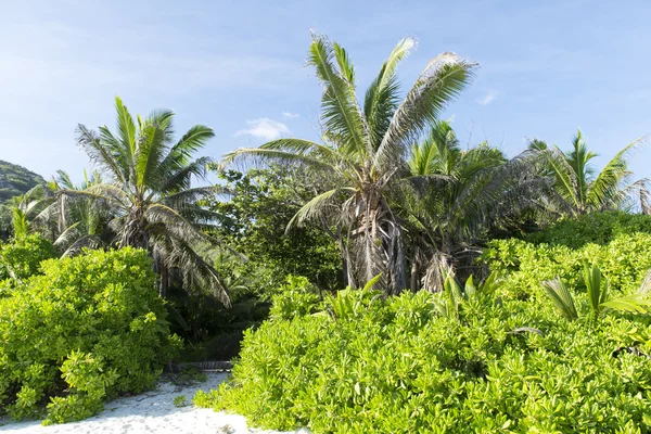 Tropical beach at Seychelles - vacation background — Stock Photo, Image