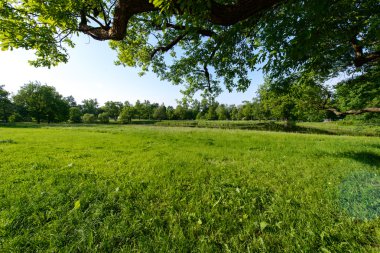 Catherine park, yaz saati. Pushkin