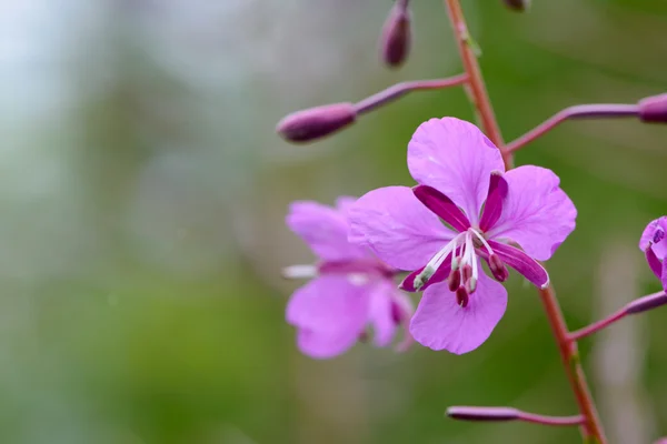 Flor de campo — Fotografia de Stock