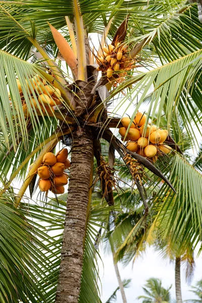 Cocotier avec quelques noix de coco jaunes — Photo