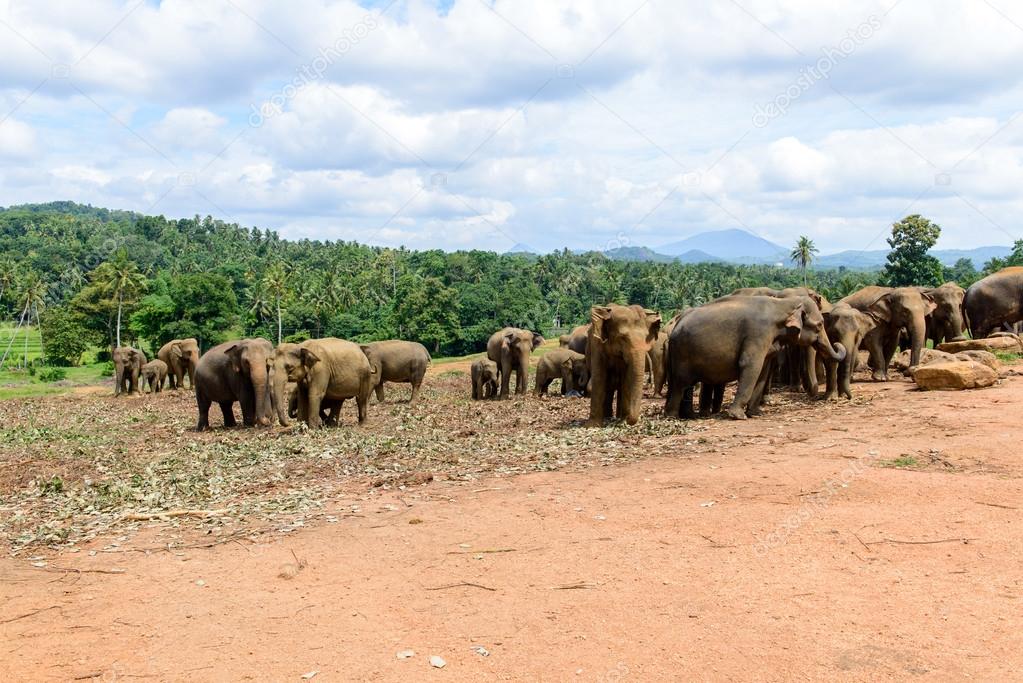 Sri Lanka. Elephant Sanctuary. Pinavella