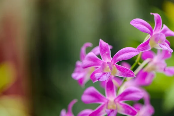 Sri Lanka. Jardins Botânicos Reais. Diferentes tipos de orquídeas — Fotografia de Stock