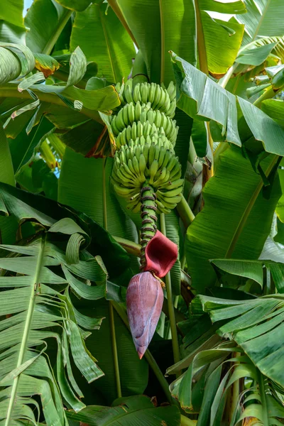 Λουλούδι μπανάνας με φρούτα στο κλάδο — Φωτογραφία Αρχείου