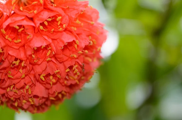 Sri lanka. Kraliyet Botanik Bahçeleri. Kırmızı çiçek farklı türleri — Stok fotoğraf