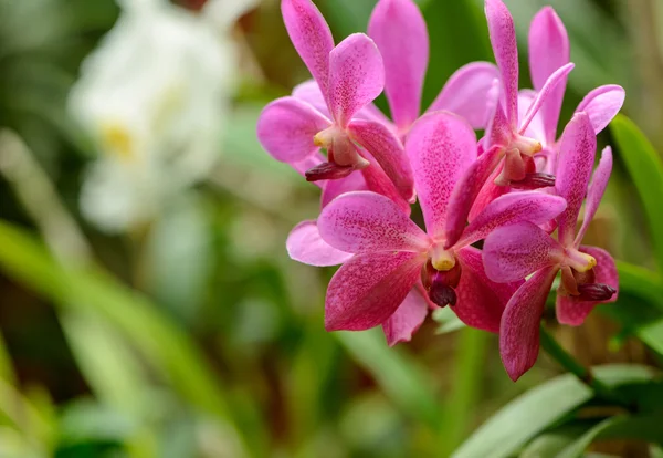 Sri Lanka. Royal Botanic Gardens. Diferentes tipos de orquídeas —  Fotos de Stock